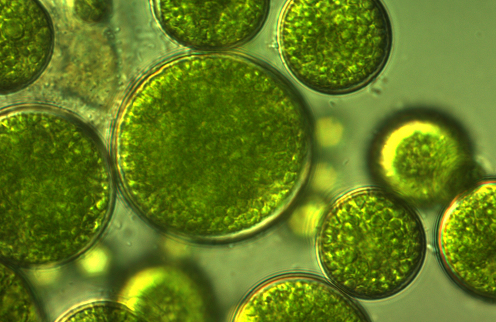 Algae Intrahorti Hydropure